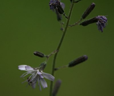 Cicerbita azurea, photographed by Pavel Komkov
