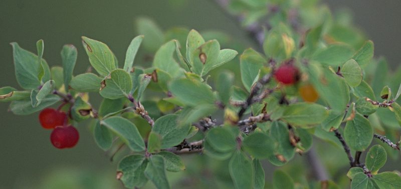 Lonicera microphylla, photographed by Pavel Komkov