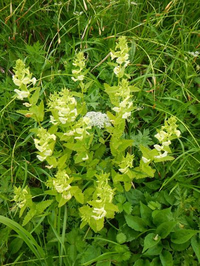 Pedicularis yezoensis, photographed by Junichi　Mandai