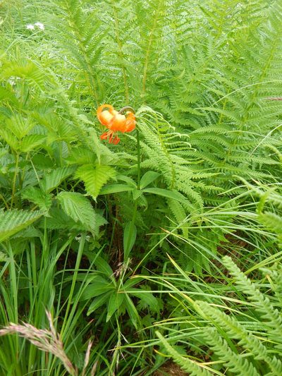 Lilium medeoloides, photographed by Junichi　Mandai