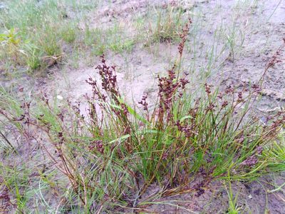 Juncus compressus, photographed by Татьяна Горбушина
