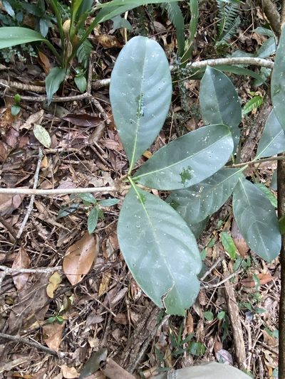 Coelospermum paniculatum, photographed by Greg Tasney