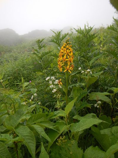 Ligularia fischeri, photographed by Junichi　Mandai
