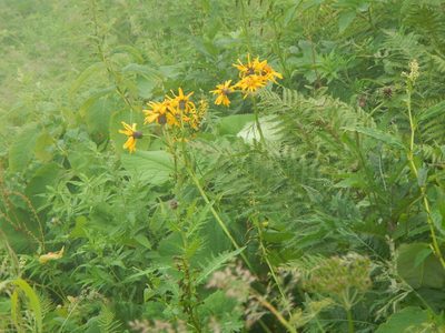 Ligularia dentata, photographed by Junichi　Mandai