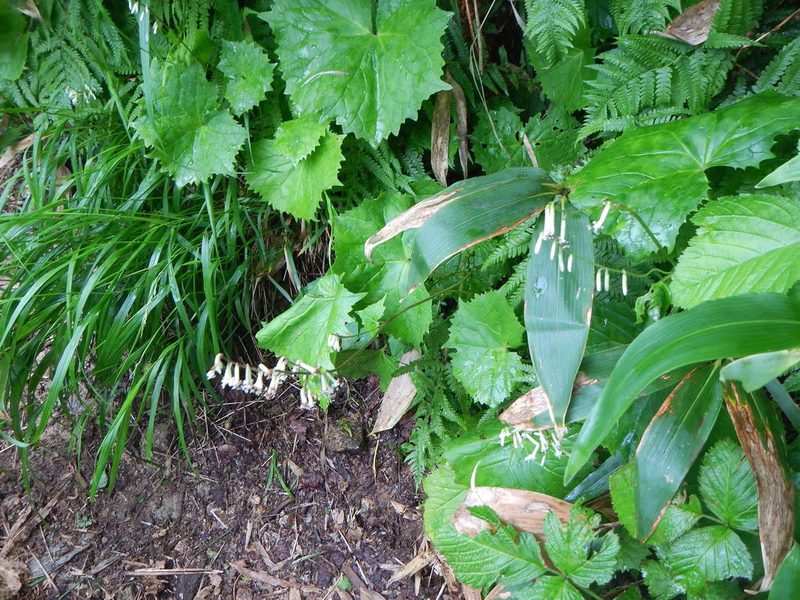 Parasenecio adenostyloides, photographed by Junichi　Mandai
