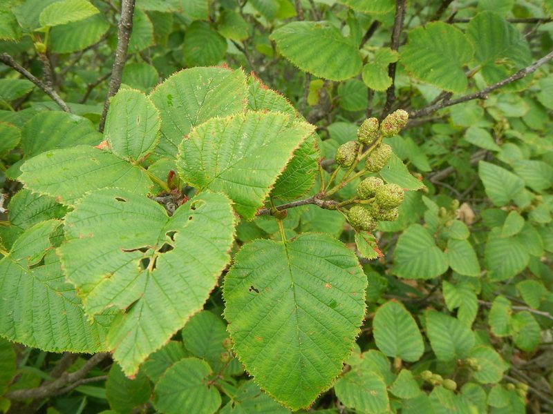 Alnus maximowiczii, photographed by Junichi　Mandai