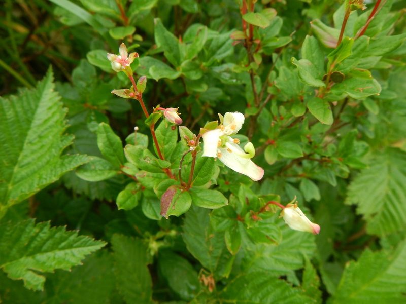 Elliottia bracteata, photographed by Junichi　Mandai