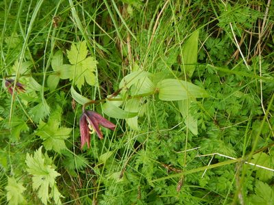 Fritillaria camschatcensis, photographed by Junichi　Mandai