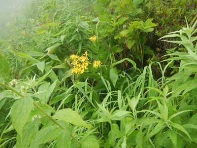 Senecio nemorensis, photographed by Junichi　Mandai
