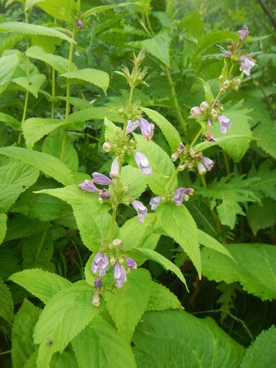 Nepeta subsessilis, photographed by Junichi　Mandai