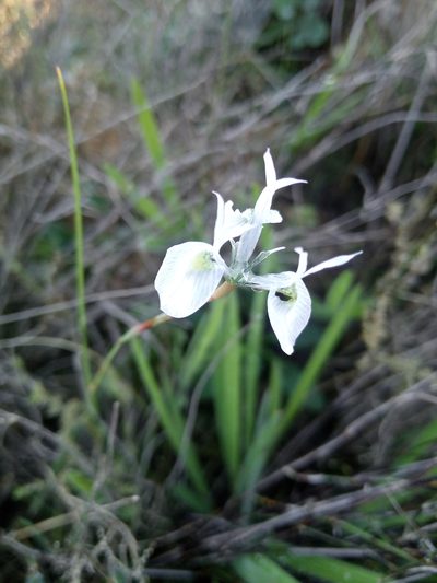 Moraea mutila, photographed by bullwooding