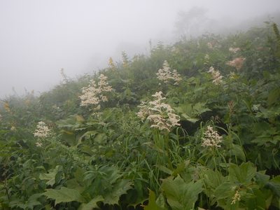 Filipendula camtschatica, photographed by Junichi　Mandai