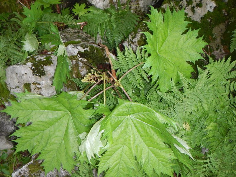 Oplopanax japonicus, photographed by Junichi　Mandai