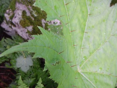 Oplopanax japonicus, photographed by Junichi　Mandai