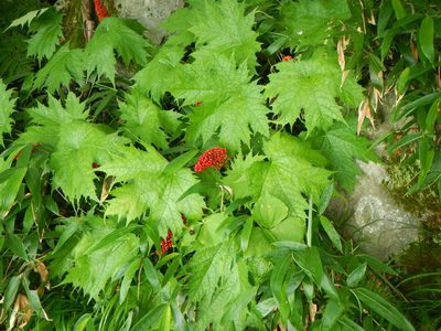 Oplopanax japonicus, photographed by Junichi　Mandai