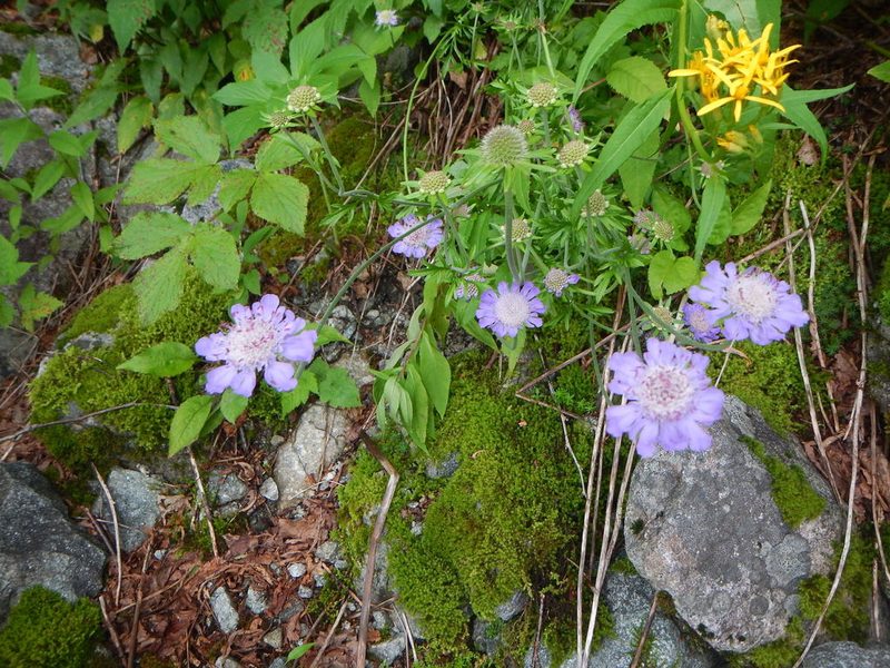 Scabiosa japonica, photographed by Junichi　Mandai