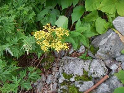 Senecio nemorensis, photographed by Junichi　Mandai