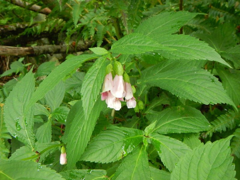 Chelonopsis moschata, photographed by Junichi　Mandai