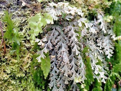 Hymenophyllum malingii, photographed by John Barkla