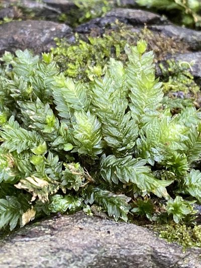 Mesochaete undulata, photographed by Greg Tasney