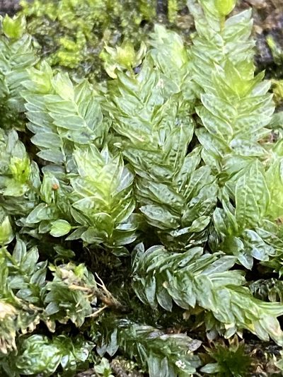 Mesochaete undulata, photographed by Greg Tasney