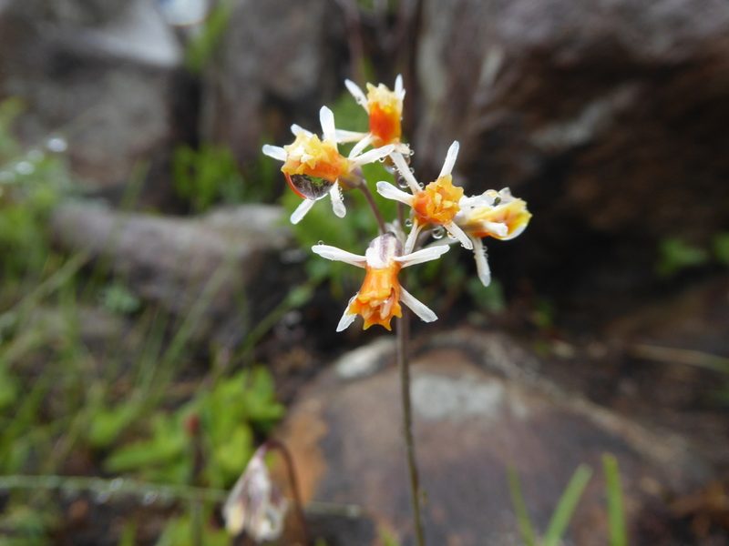 Tulbaghia montana, photographed by Hlengiwe Mtshali