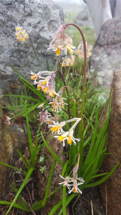 Tulbaghia montana, photographed by Hlengiwe Mtshali