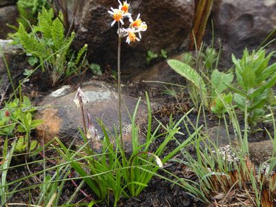 Tulbaghia montana, photographed by Hlengiwe Mtshali