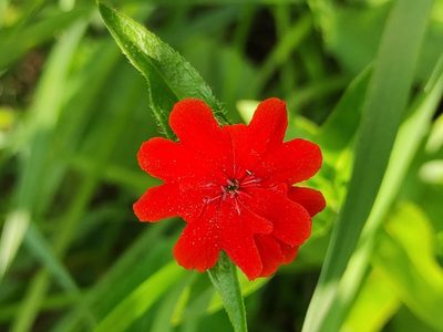 Silene chalcedonica, photographed by iljar