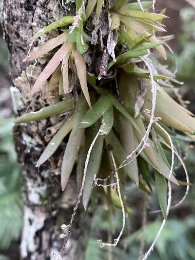 Oberonia titania, photographed by Greg Tasney