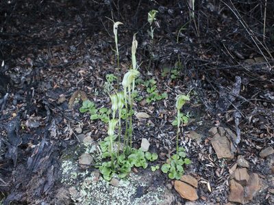 Pterostylis trullifolia, photographed by Joe Dillon