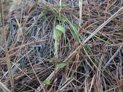 Pterostylis alobula, photographed by Joe Dillon