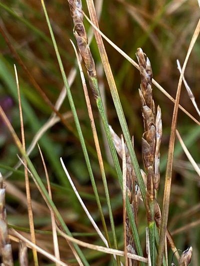 Carex myosuroides, photographed by Alan Weakley