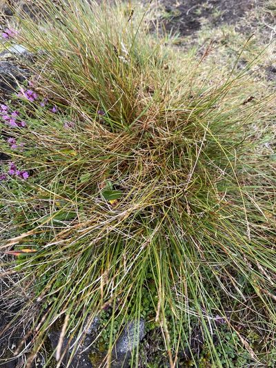 Carex myosuroides, photographed by Alan Weakley