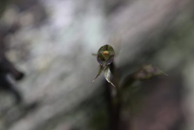 Acianthus sinclairii, photographed by Joe Dillon
