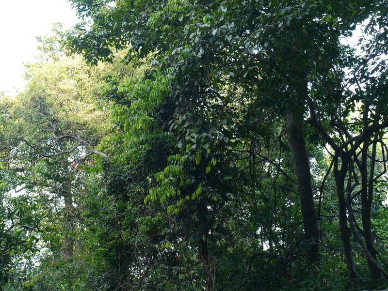 Smythea bombaiensis, photographed by Dinesh Valke