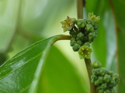 Smythea bombaiensis, photographed by Dinesh Valke