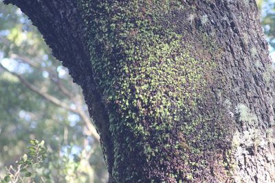 Hymenophyllum rarum, photographed by Joe Dillon