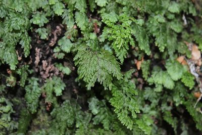 Hymenophyllum rarum, photographed by Joe Dillon