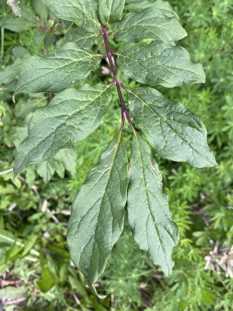 Syringa josikaea, photographed by Alan Weakley
