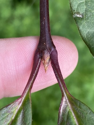 Syringa josikaea, photographed by Alan Weakley