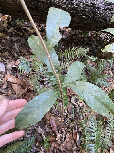 Coelospermum paniculatum, photographed by Greg Tasney