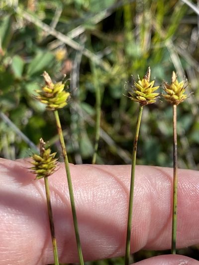 Carex capitata, photographed by Alan Weakley