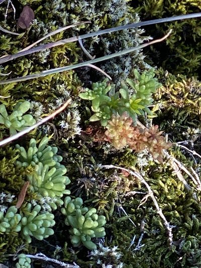 Sedum annuum, photographed by Alan Weakley