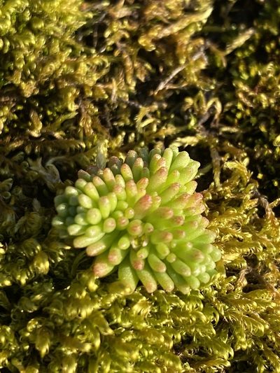 Sedum annuum, photographed by Alan Weakley