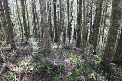 Nothofagus menziesii, photographed by Joe Dillon