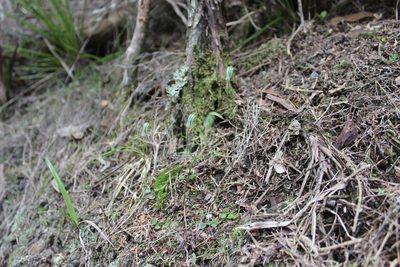 Pterostylis alobula, photographed by Joe Dillon