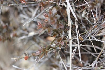 Gonocarpus incanus, photographed by Joe Dillon