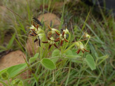 Anisotoma pedunculata, photographed by Hlengiwe Mtshali