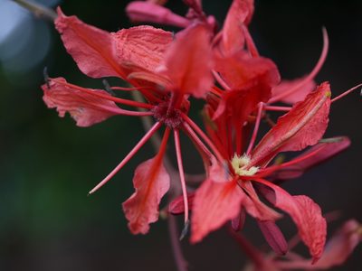 Bauhinia phoenicea, photographed by Dinesh Valke